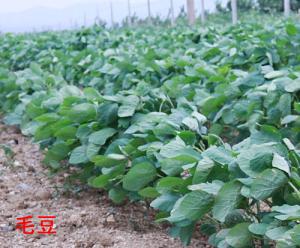   Green soybean