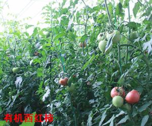 Organic tomatoes